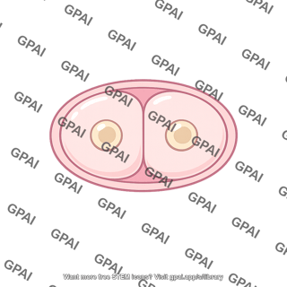 Two-cell embryo