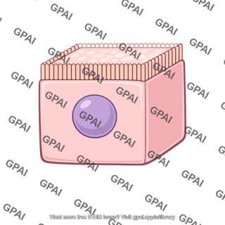 Transport epithelium cell