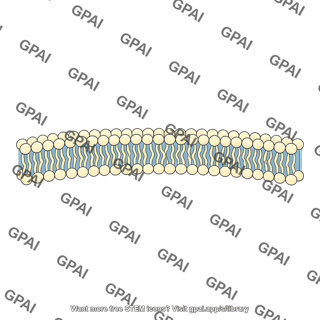 Cell membrane