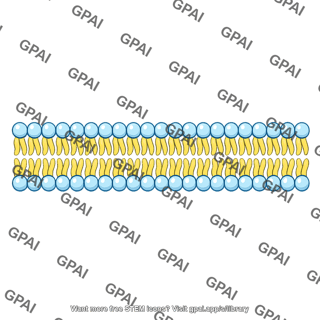 Lipid bilayer