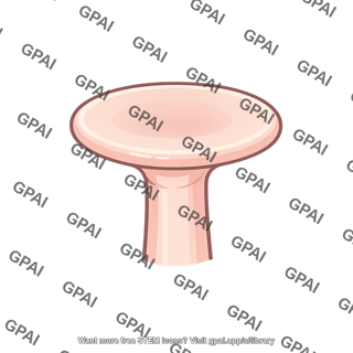 Tube foot flattened disk