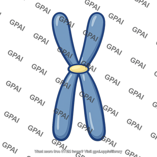 Chromosome centromere