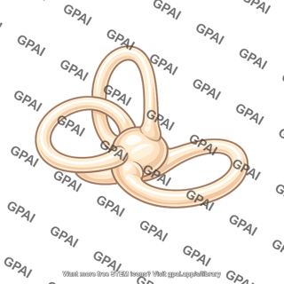 Inner ear semicircular canal