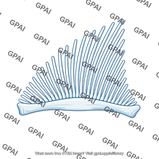 Shark fin skeleton