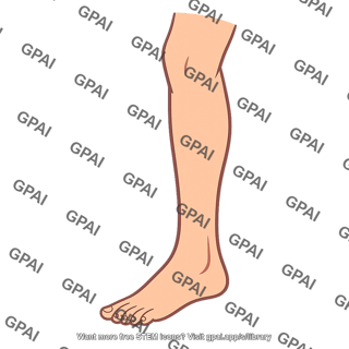 Lower leg
