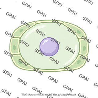 Central cell single nucleus
