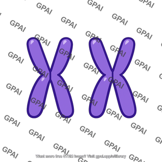 Chromosome pair xx