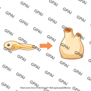 Metamorphosis tunicate