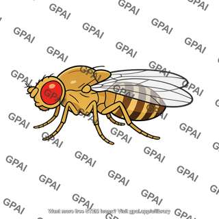 Fruit fly drosophila