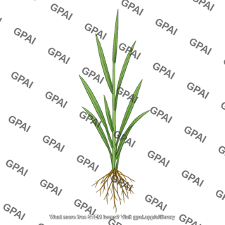 Young rye plant