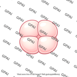 Four cell embryo
