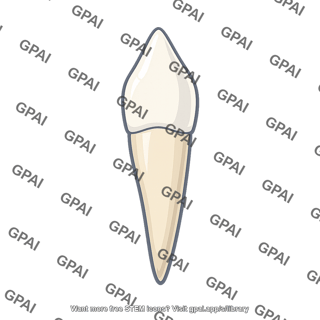 Vertebrate tooth