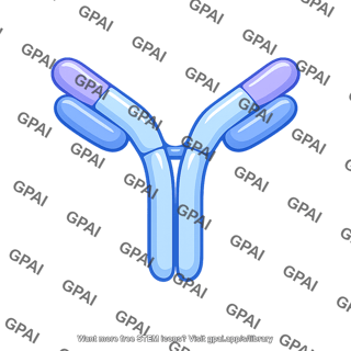 Immunoglobulin