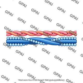 Troponin complex absent smooth muscle