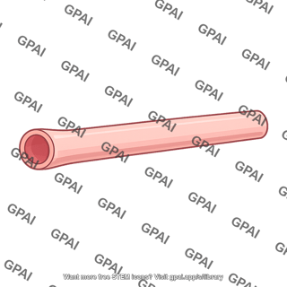 Alimentary canal simple tube