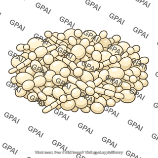 Budding yeast cells