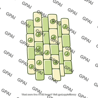 Xylem parenchyma