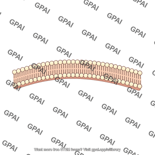 Inner membrane strip
