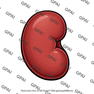 Kidney external