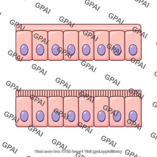 Epithelial apical surface