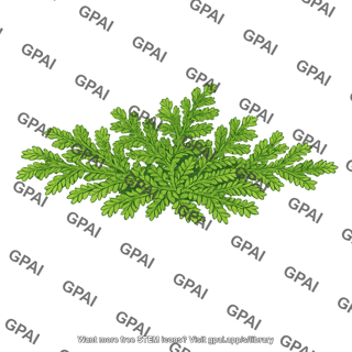 Selaginella moellendorffii