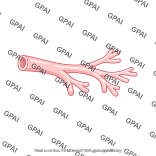 Terminal bronchiole