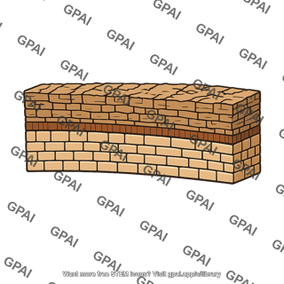 Periderm