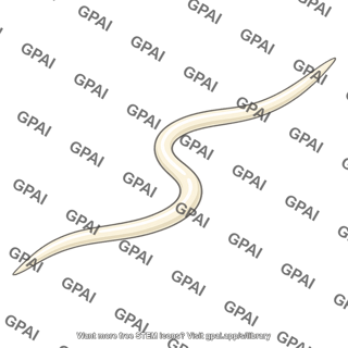 Nematoda