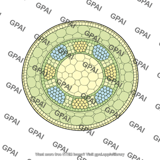 Monocot root