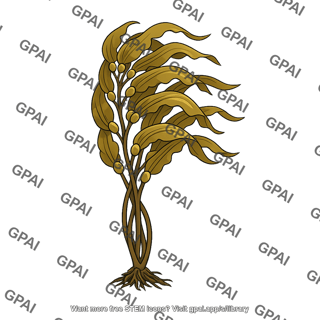 Kelp