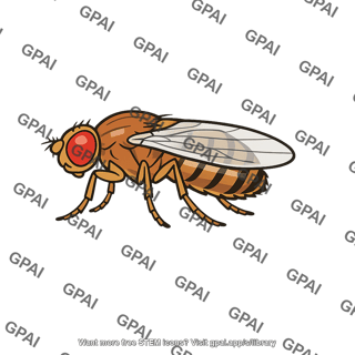 Drosophila wings folded