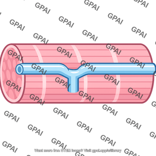 T tubule