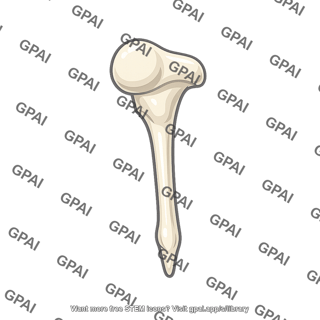 Ear ossicle malleus