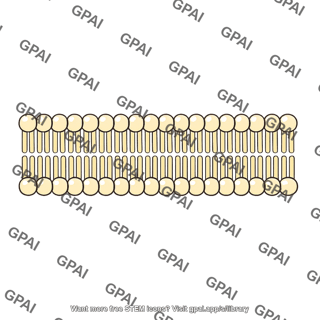 Phospholipid bilayer