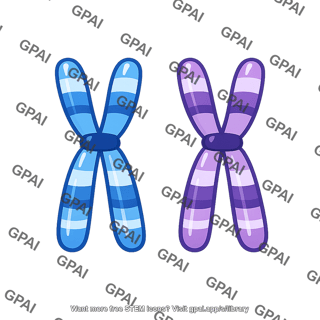 Chromosome pair