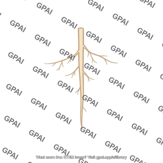 Root system underdeveloped