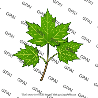 Maple
