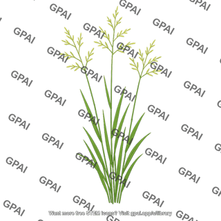 Wild grass