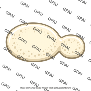 Saccharomyces cerevisiae budding