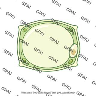 Parenchyma cell mature