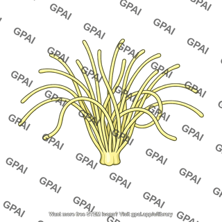 Malpighian tubules cluster