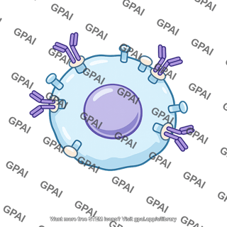 Autoantibody bound host cell