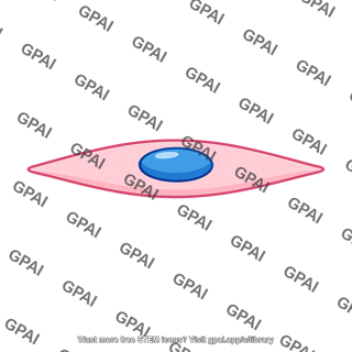 Blood vessel lining cell