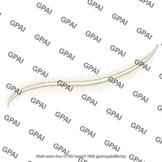 Stramenopile hairy flagellum