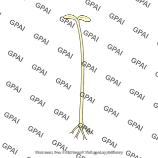 Etiolated seedling