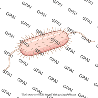 Rod shaped bacterium