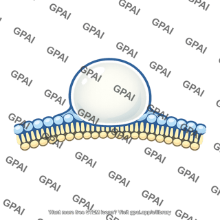 Cell membrane bleb