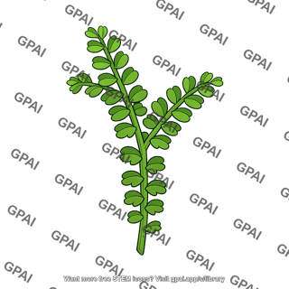 Liverwort gametophyte leafy