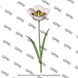 Calochortus tiburonensis