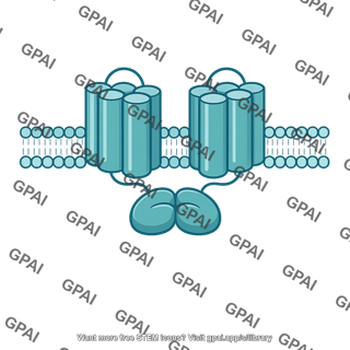 Inactive adenylyl cyclase